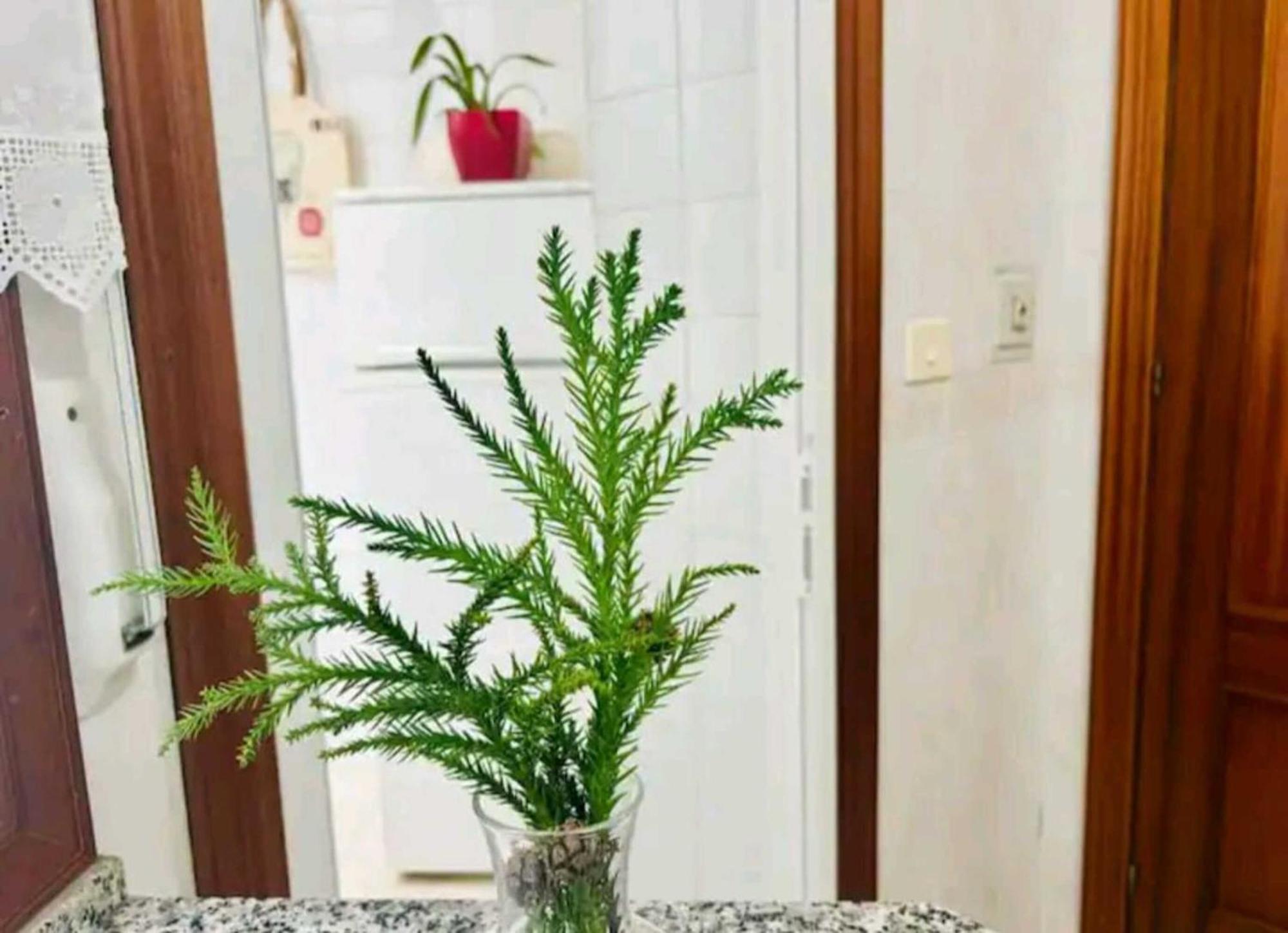 Holibai, Andurina, Piso Vintage, Centrico, Acepta Mascotas, Baiona Appartement Buitenkant foto